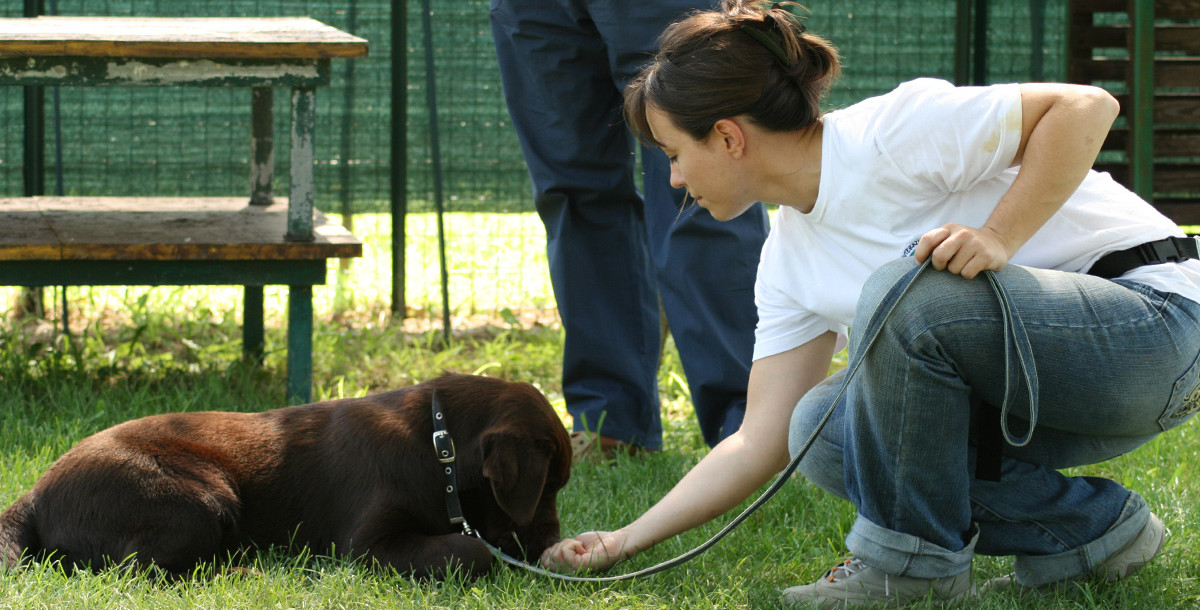 Corso educazione di base del cane