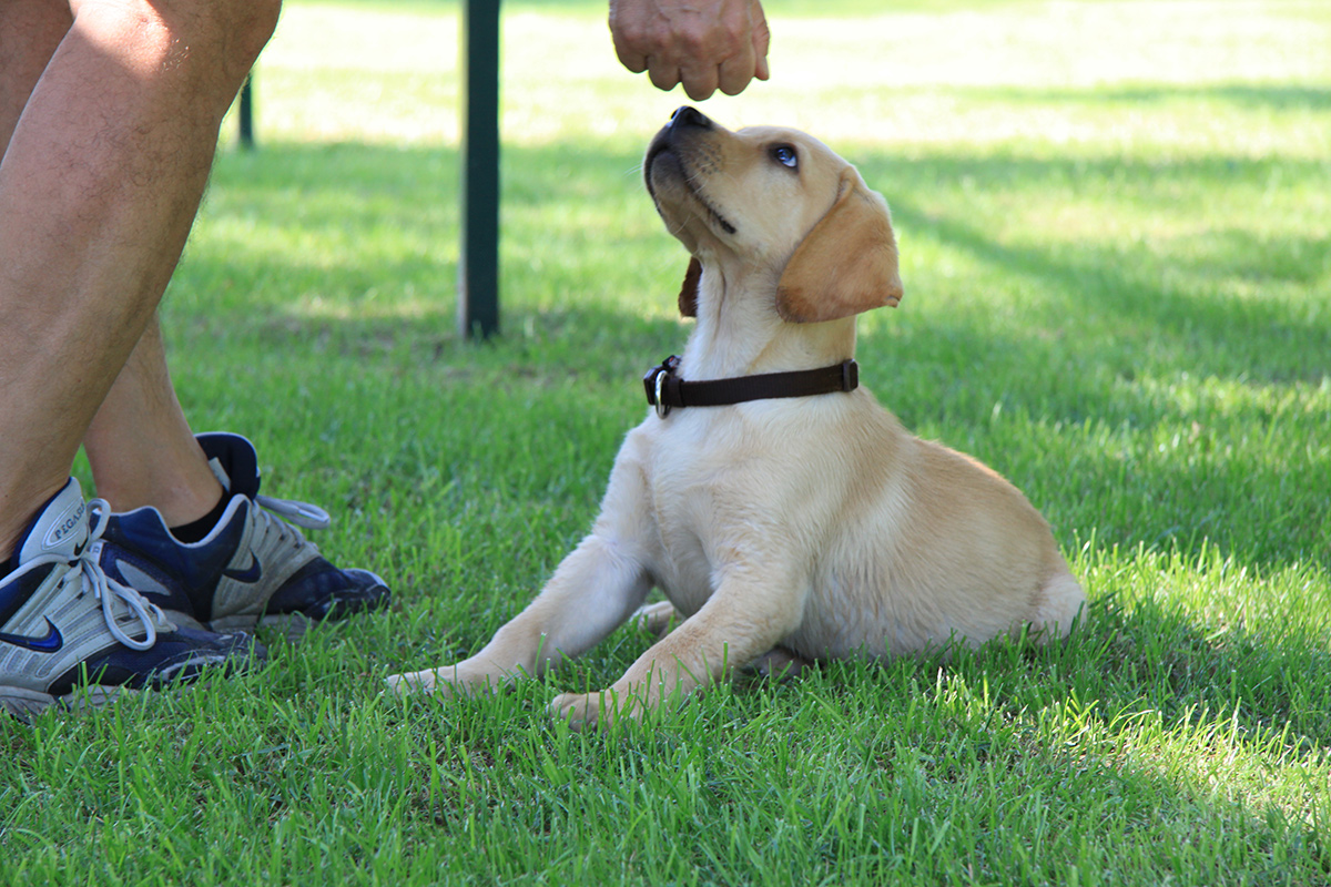 Una fase del corso puppy class